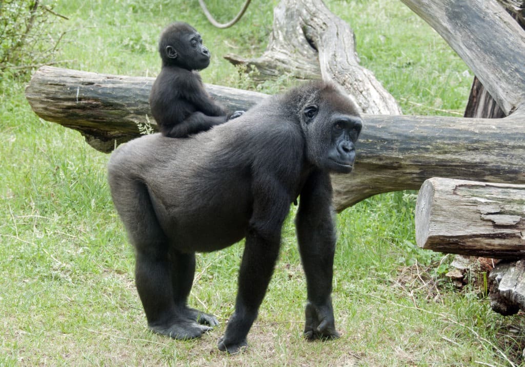 Baby gorilla on top of mother gorilla.