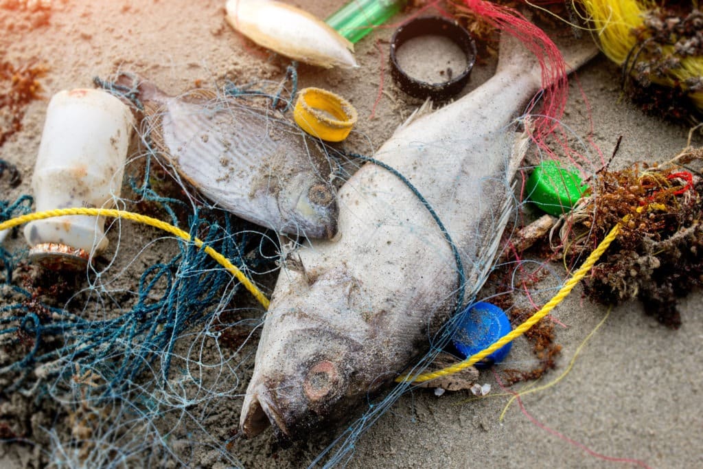 Beach garbage with dead fish.