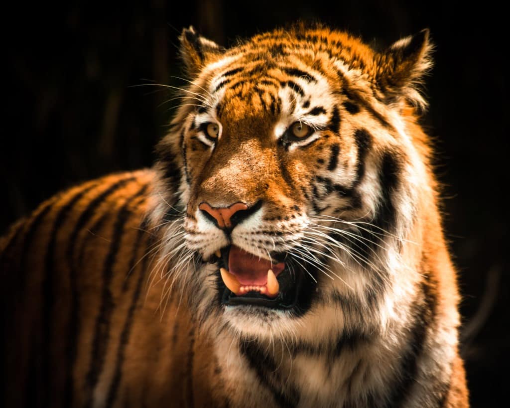 Beautiful tiger against a dark background.