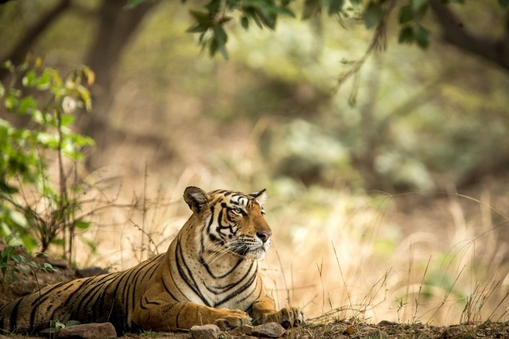 Wild bengal tiger in its natural habitat.