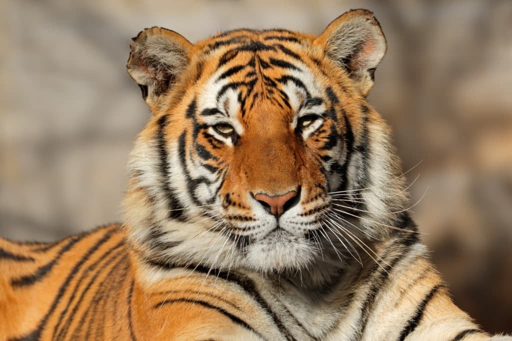 Bengal tiger portrait.