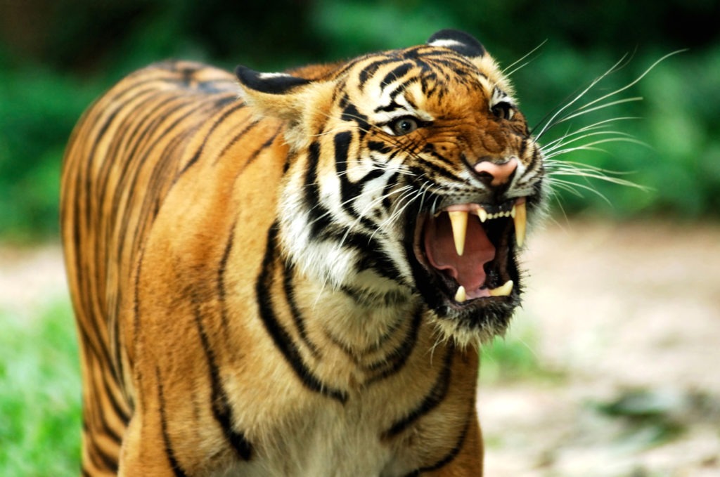Bengal tiger roaring and looking angry.