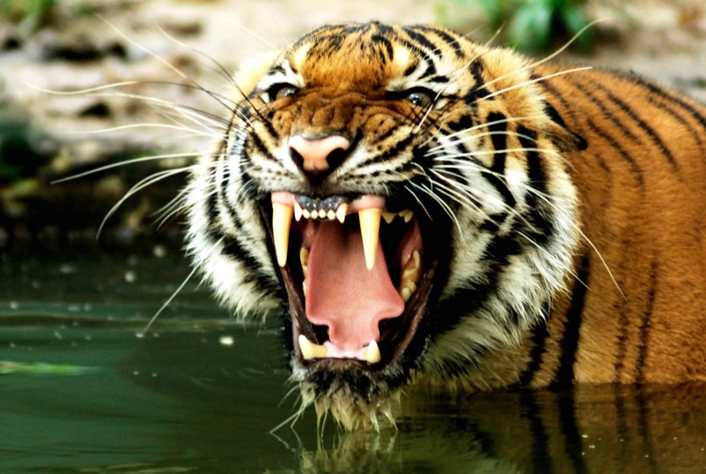 Bengal tiger roaring and showing its fangs.