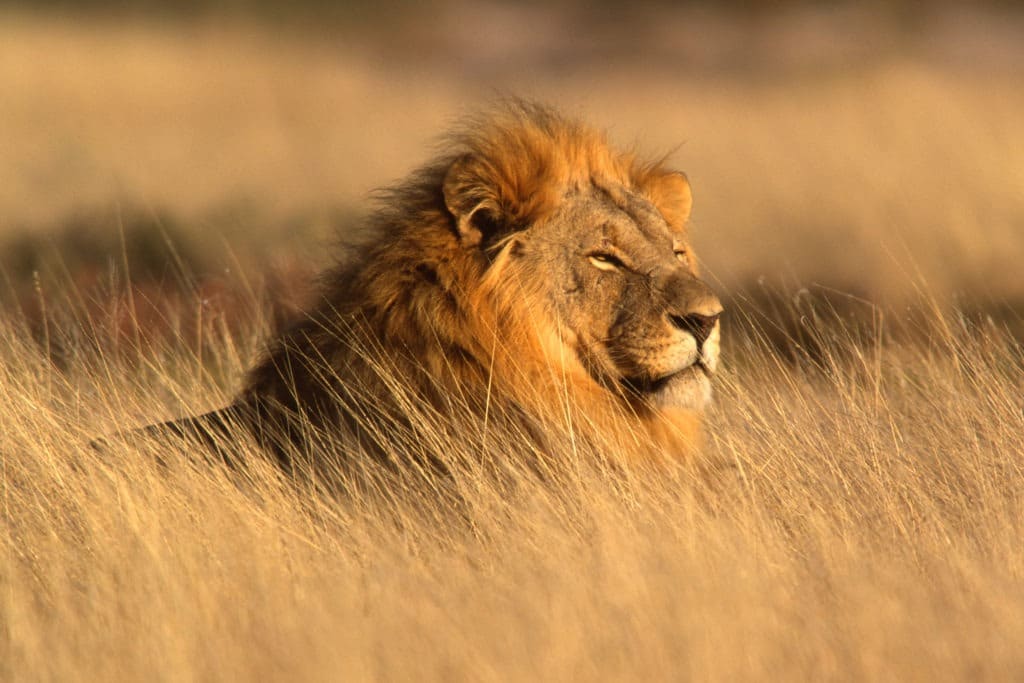 Big lion resting on a grassy field.