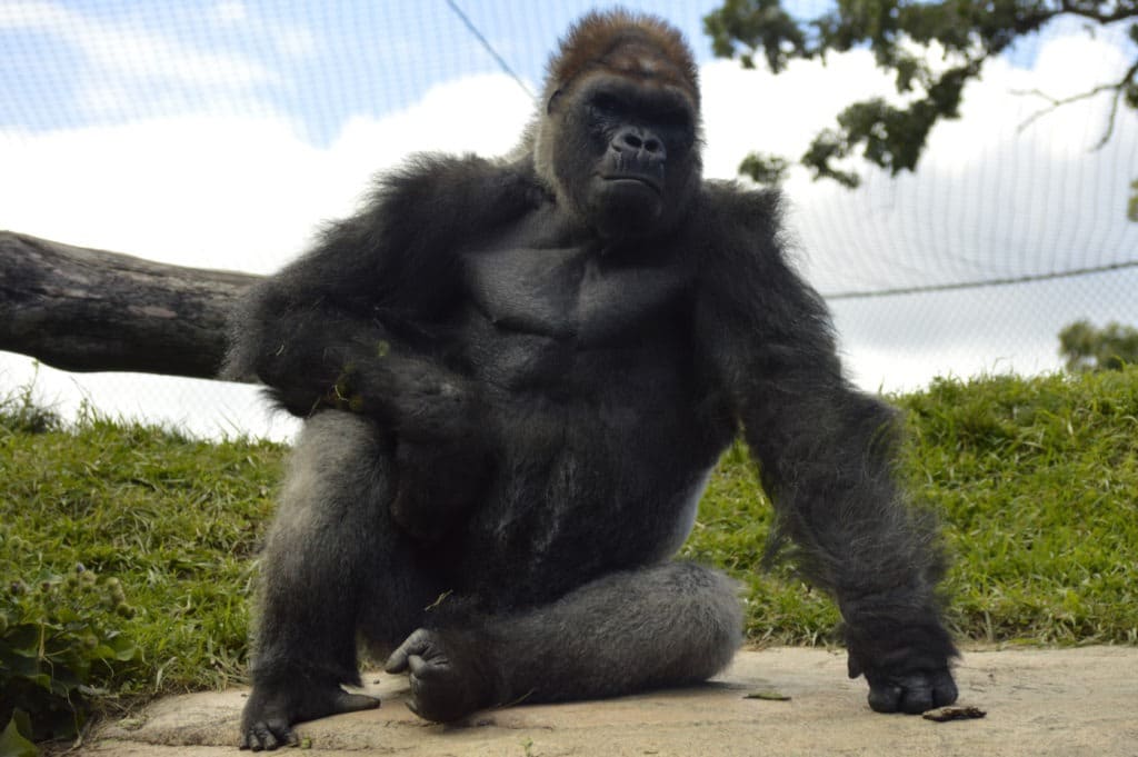 Big strong gorilla.