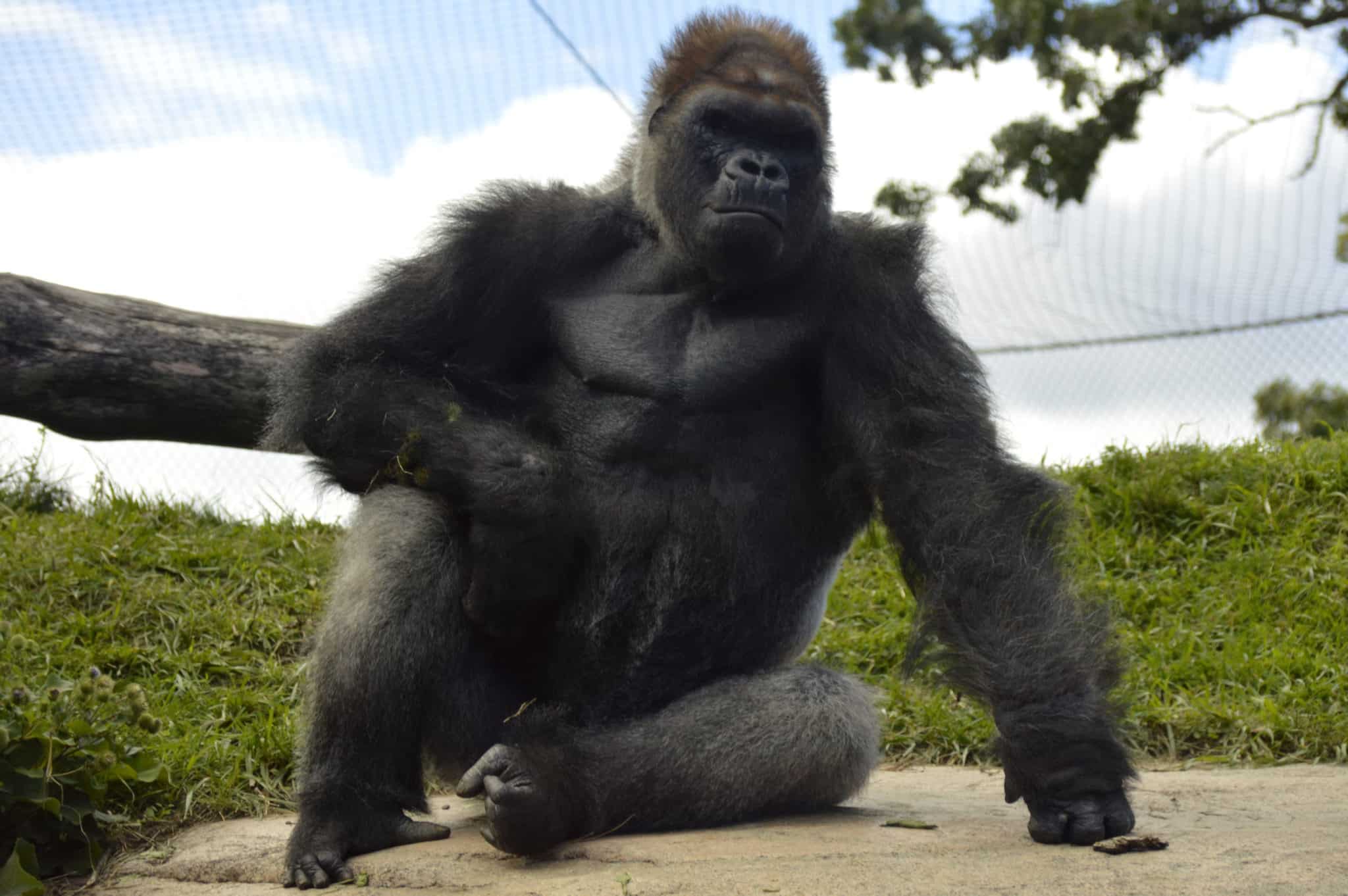 Punch of a Gorilla How Strong Is It? (+ Interesting Facts) Punch of a Gorilla How Strong Is It? (+ Interesting Facts)