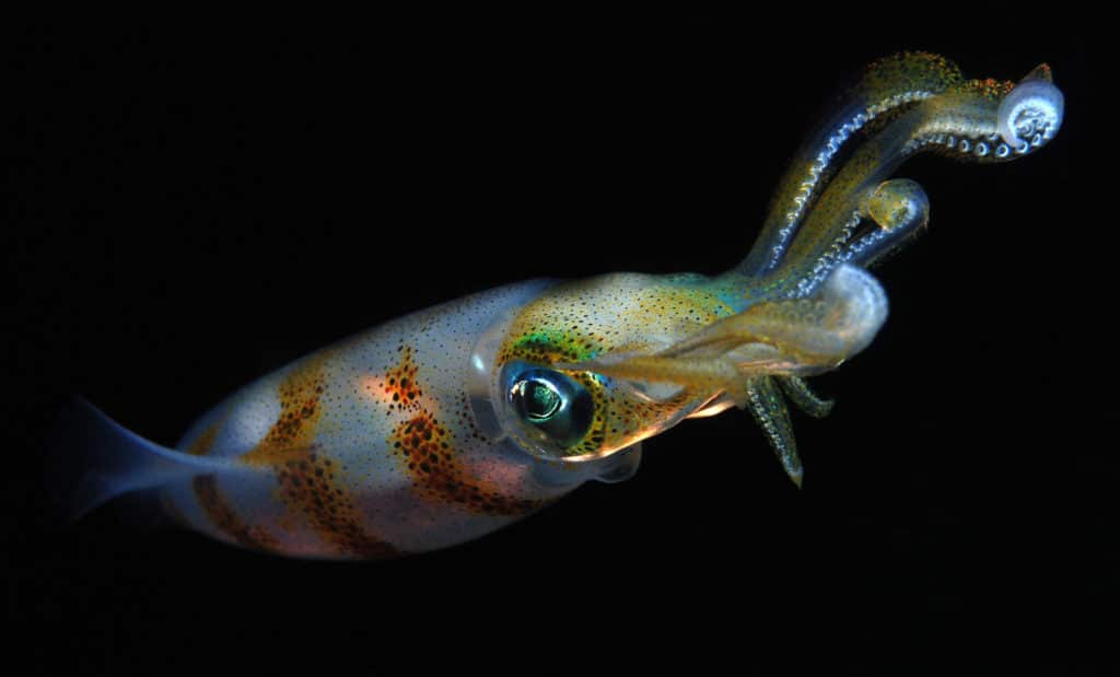 Bigfin reef squid underwater.
