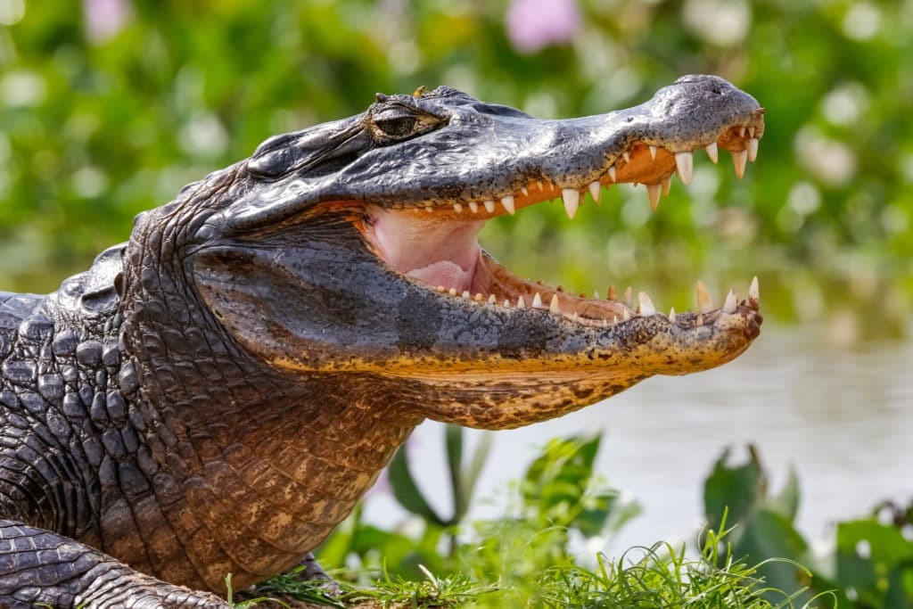 Close-up of a Black Caiman with its open mouth.