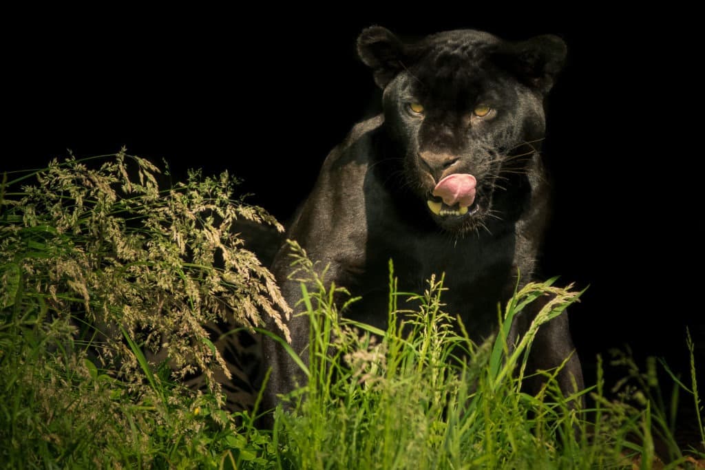 Black panther in the dark, licking its mouth.