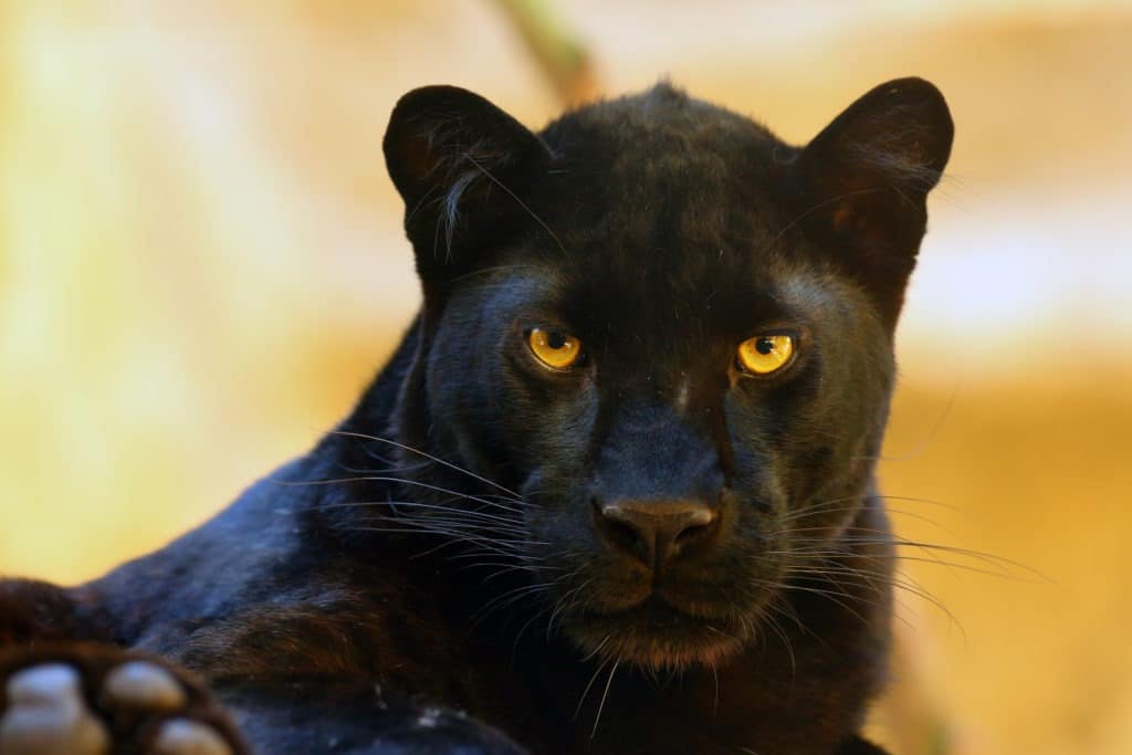 Black panther portrait.