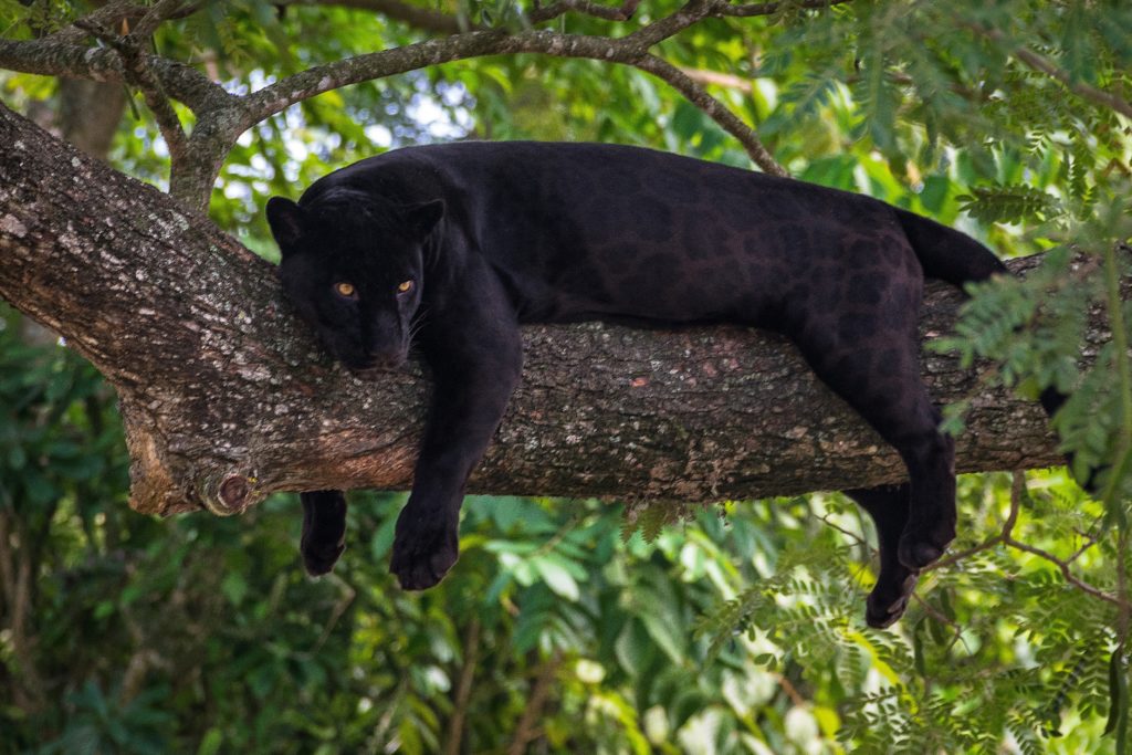 Black panther on a tree branch.