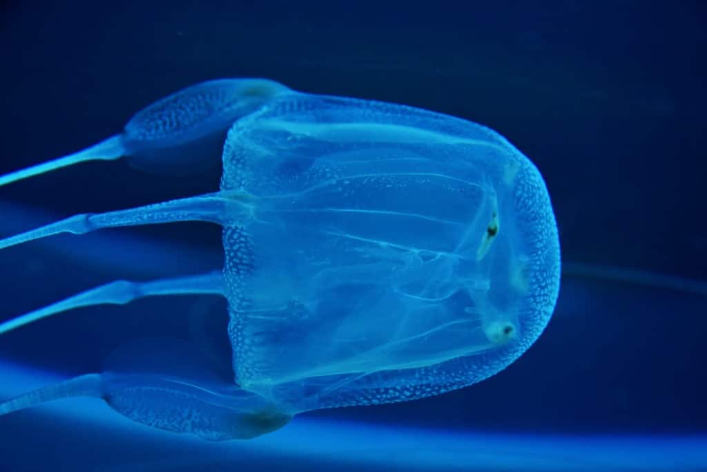 Box jellyfish in deep blue waters.