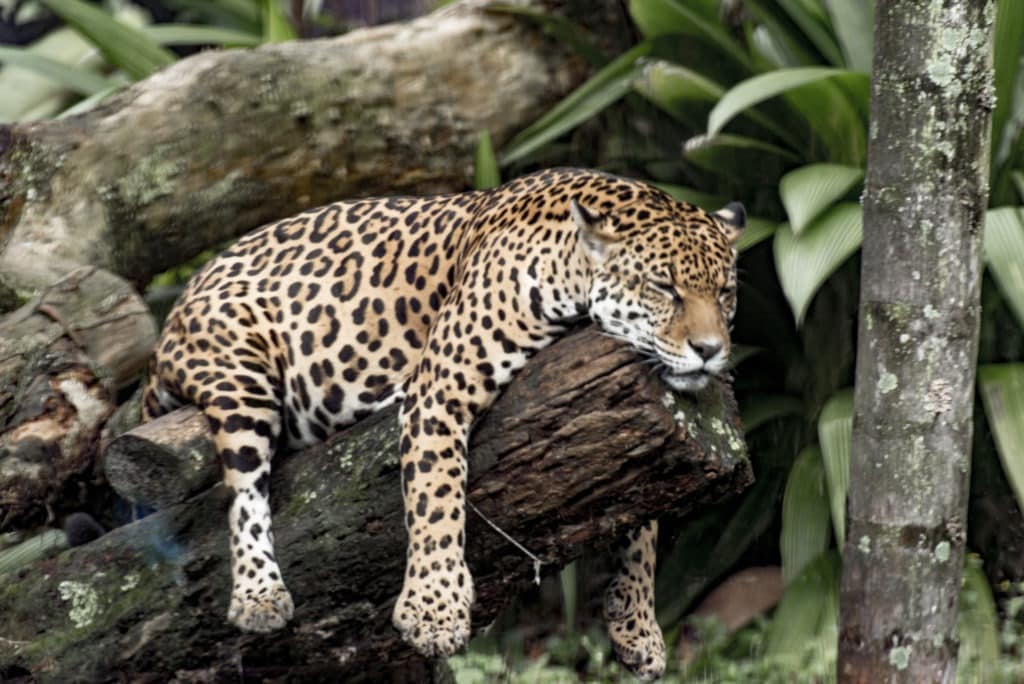 Brazlian jaguar resting on a tree.