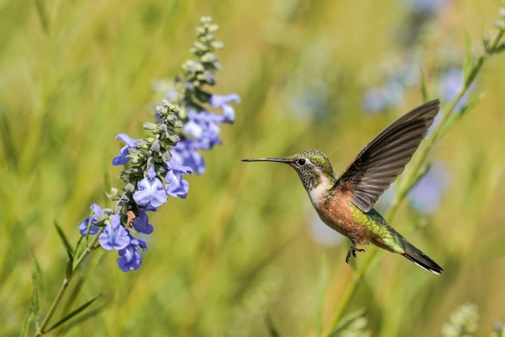 Broad-tailed hummingbird.