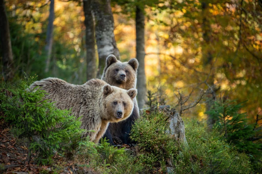 Brown bears in an autumn forest.