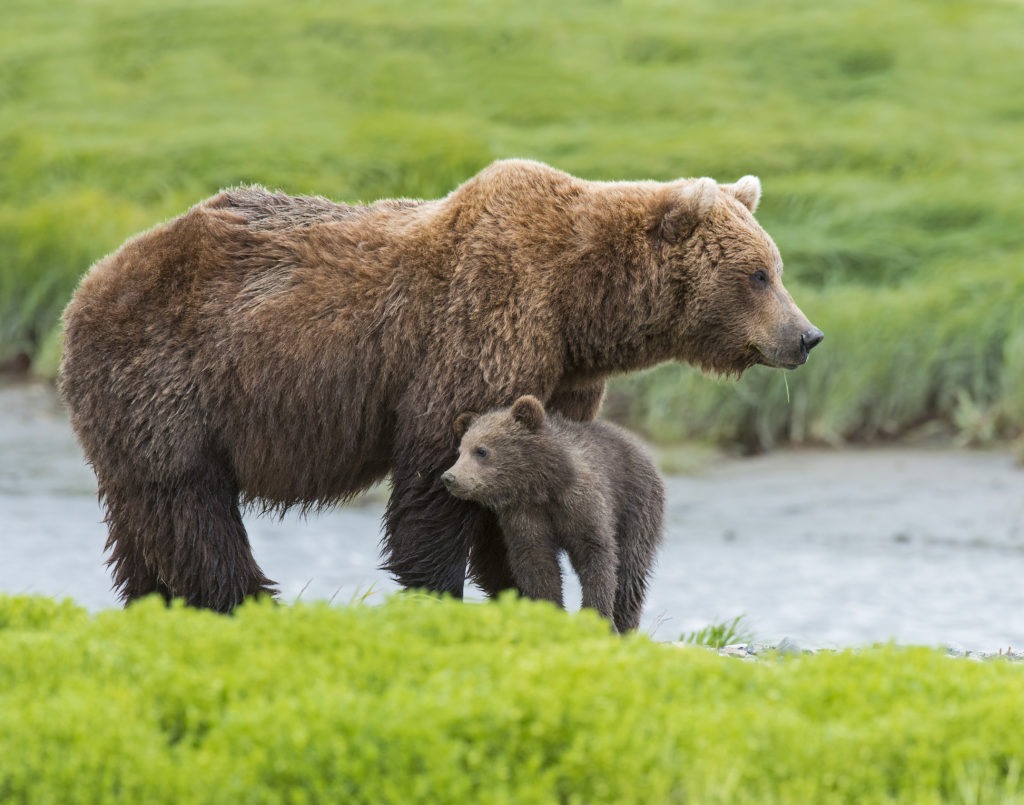 Brown bears mother and cub by the river.