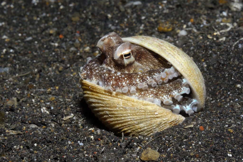 Brown octopus hiding in a shell.