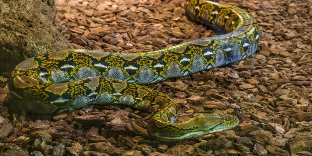 Brown and yellow reticulated python crawling over the ground.