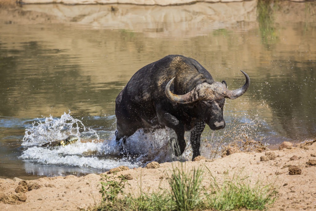 African buffalo being chased by a crocodile.