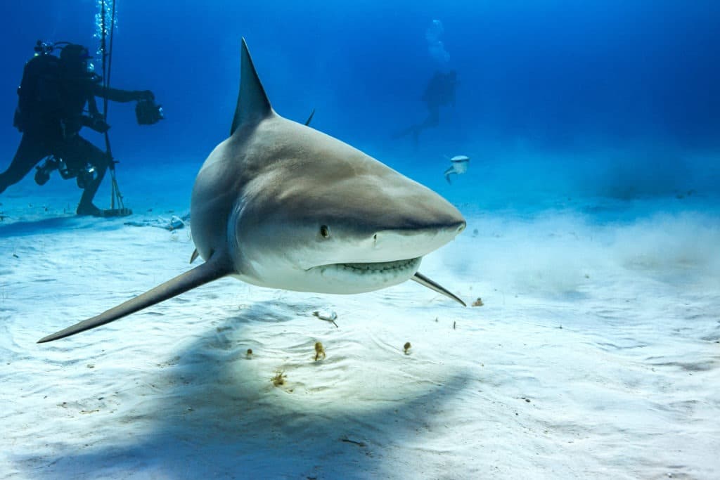 Bull shark in the caribbean sea.