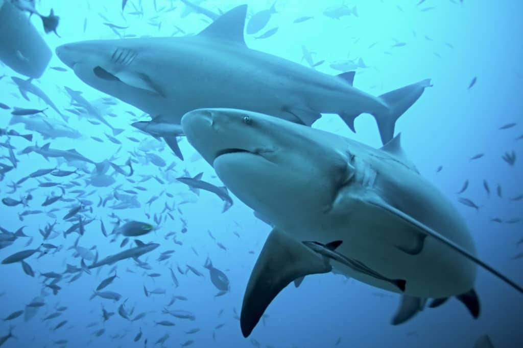 Bull sharks in Fiji.