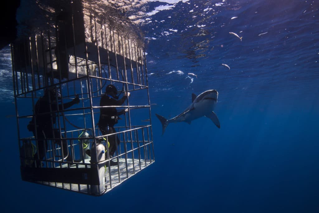 Cage diving with great white shark.