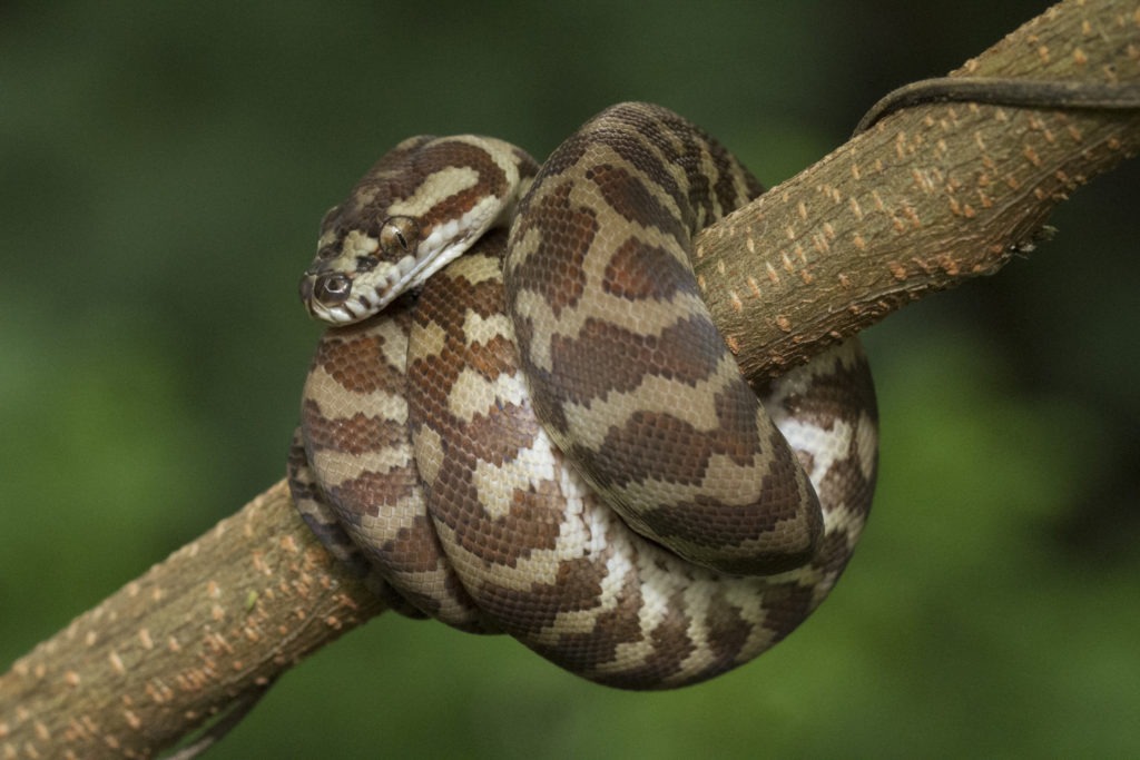 Carpet python (Morelia spilota) curled on a branch.