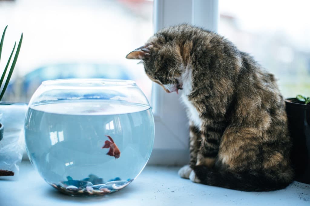Cat looking at a fish inside the fishbowl.