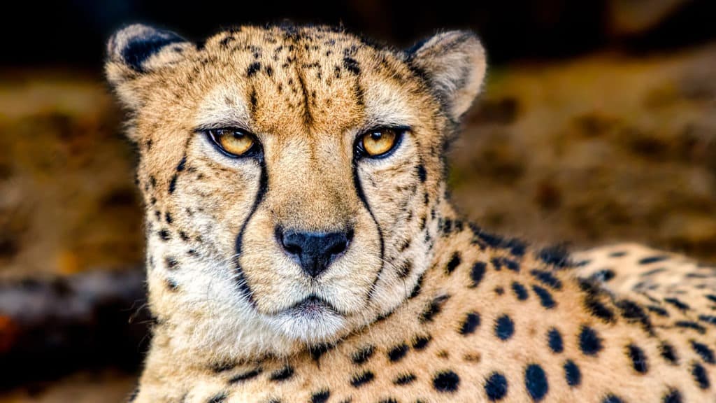 Cheetah front portrait.