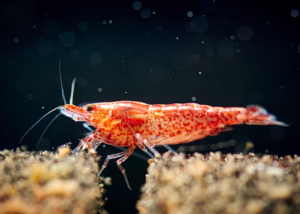 Cherry shrimp inside a tank.