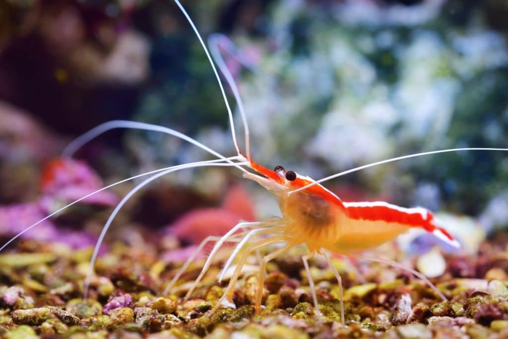 Cleaner shrimp in marine aquarium.
