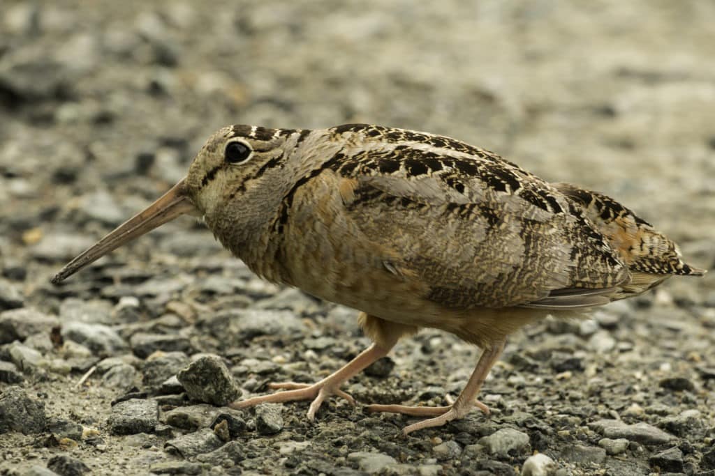 Close-up of an american woodcock.