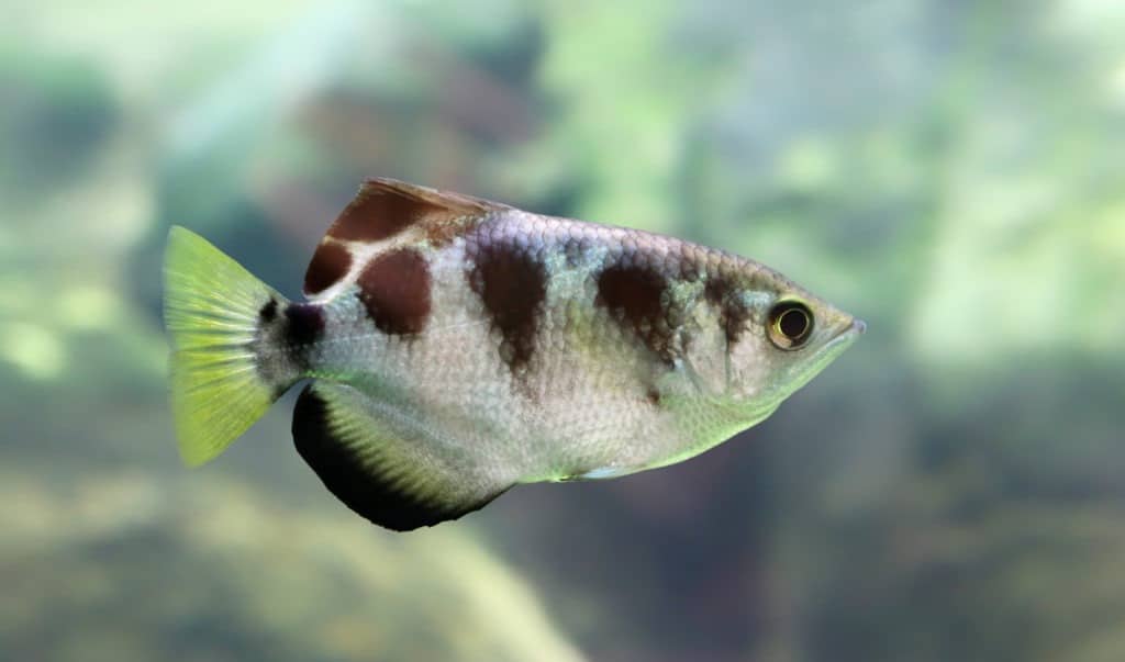 Close-up view of a banded archerfish.
