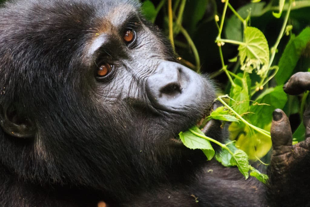 Close-up of a gorilla eating leaf.