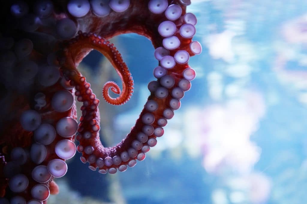 Close-up of live octopus tentacles.