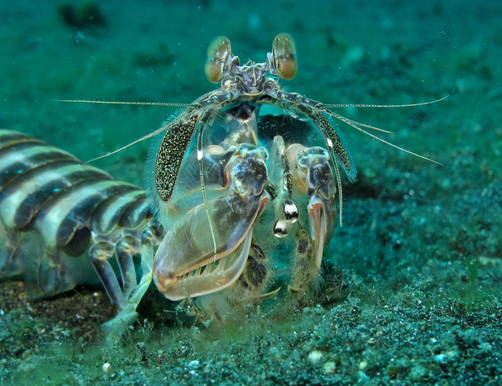 Close-up view of mantis shrimp in Indonesia.