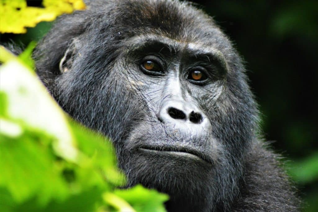 Close-up of a mountain gorilla from Uganda.