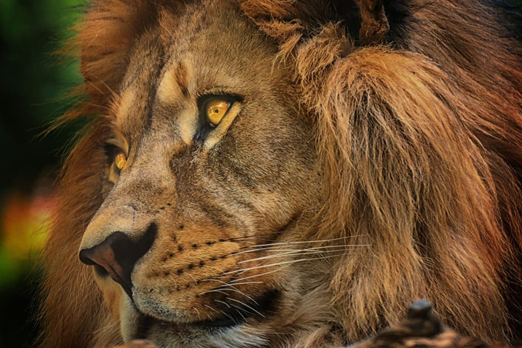 Close-up portrait of a lion and its mane.