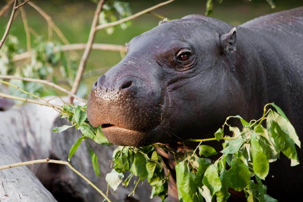 Close-up of a pygmy hippopotamus in a greenery.