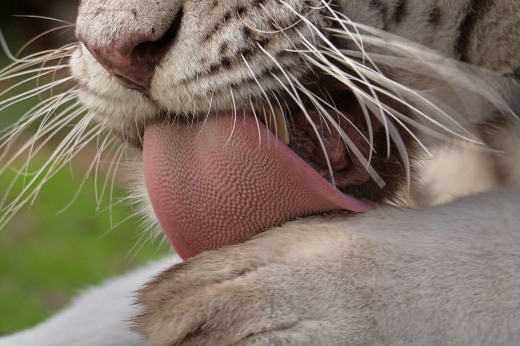 Close-up of a tiger and its barbed tongue.
