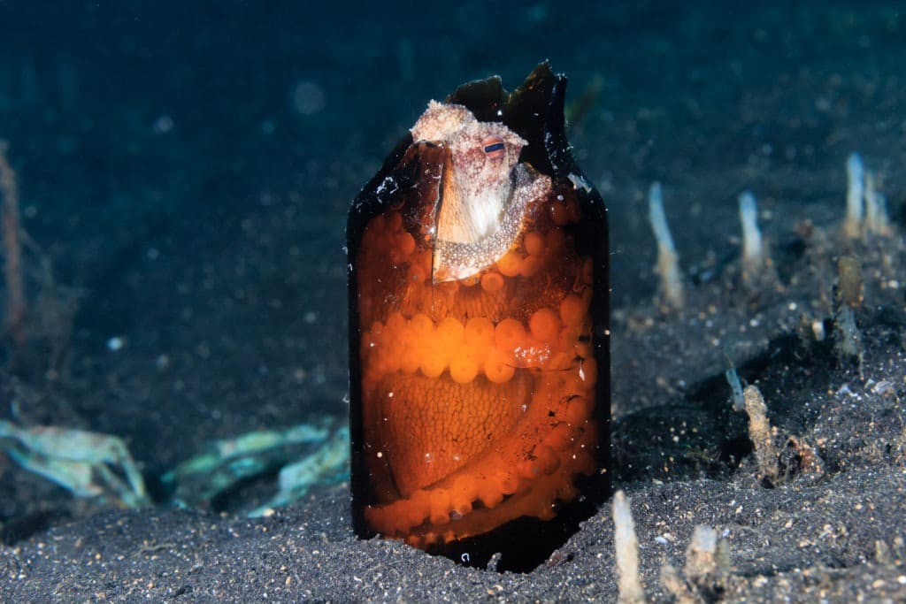 Coconut octopus hiding in a broken bottle.