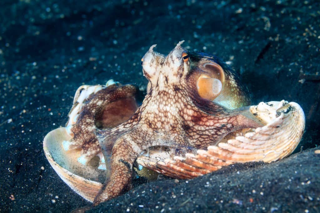 Coconut octopus hiding with shells.