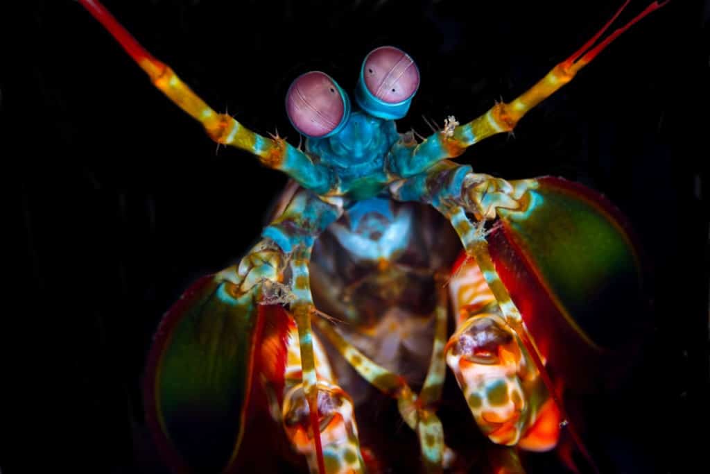 Colorful peacock mantis shrimp.