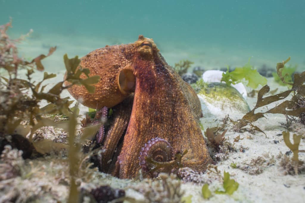 Common octopus sitting over its den.
