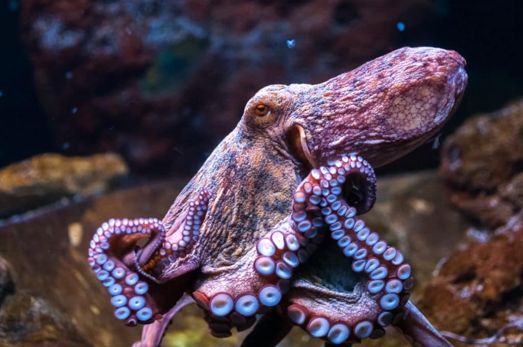 Common octopus in water.