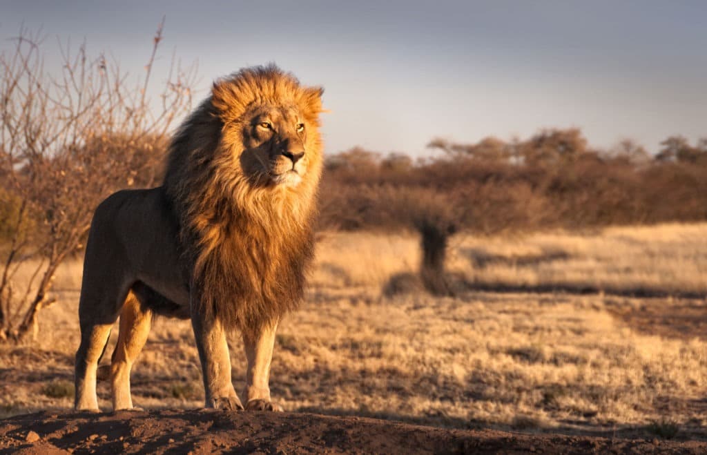 Strong and confident lion looking beyond the field.