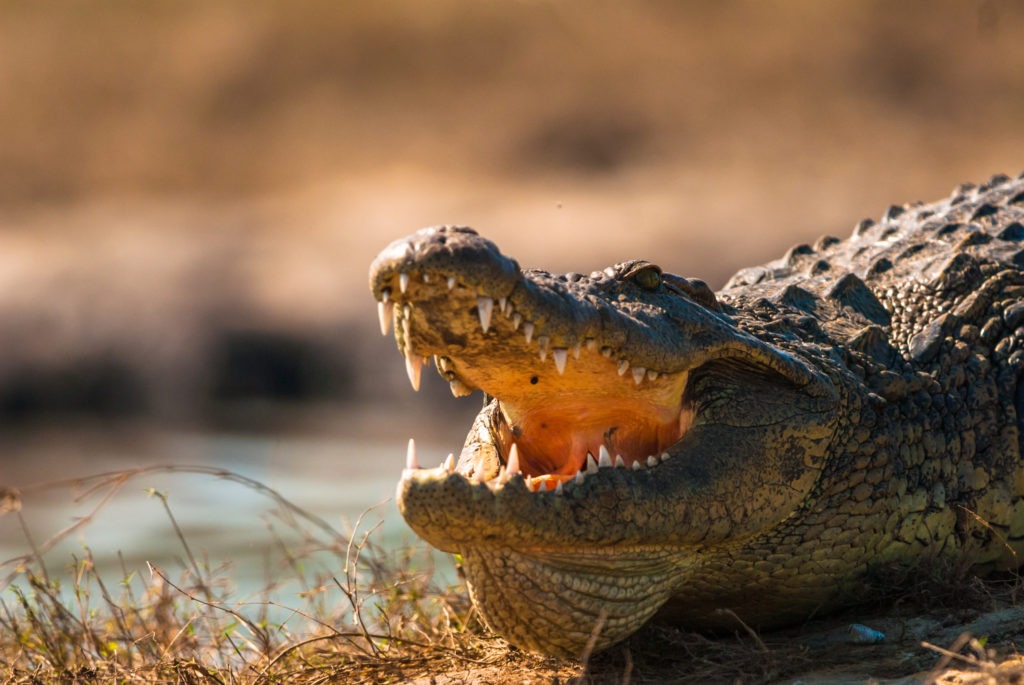 Crocodile baring its teeth.