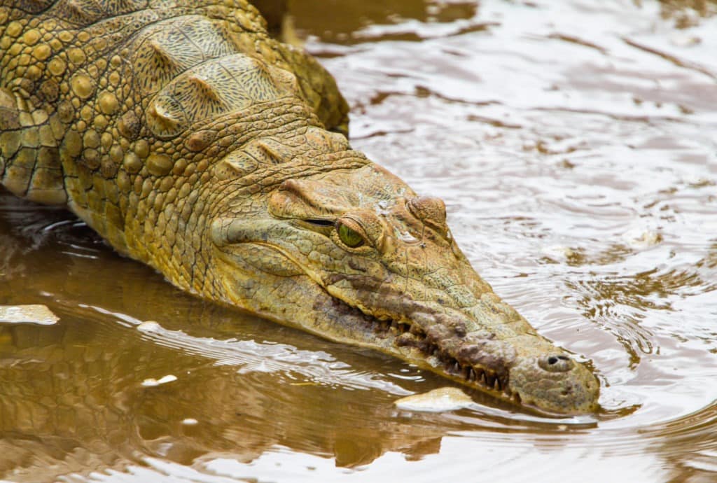 Crocodile in Tsavo East National Park, Kenya.