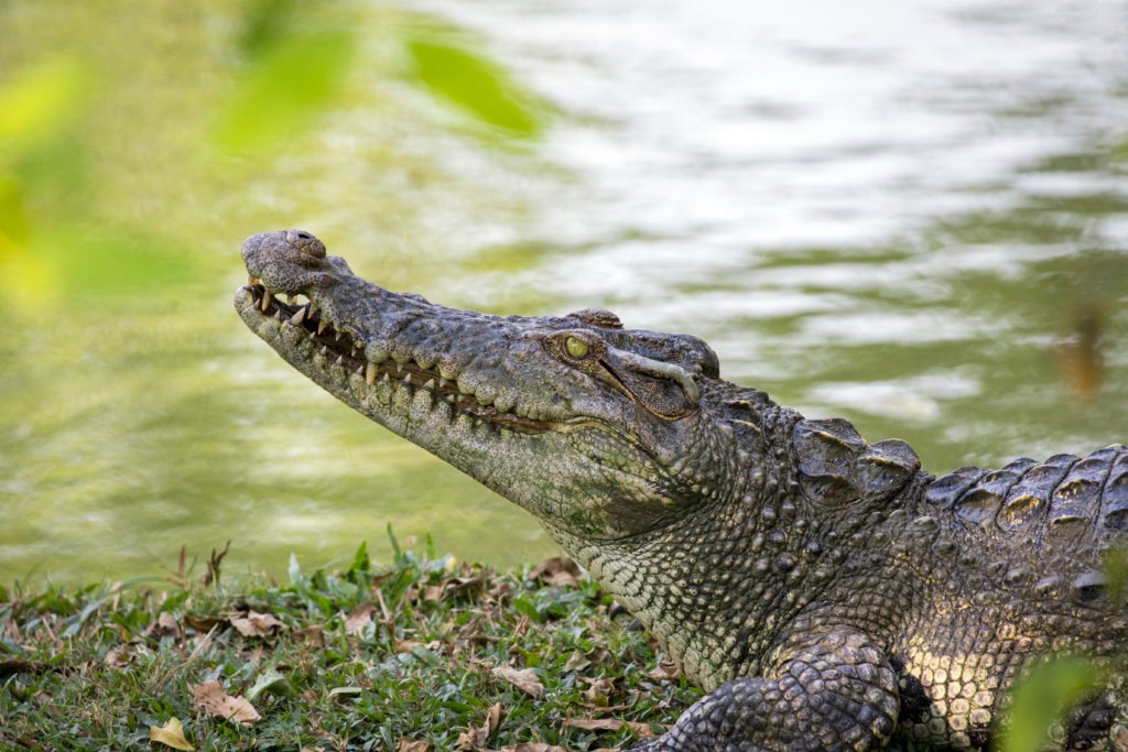 Crocodile on the grass near a river.