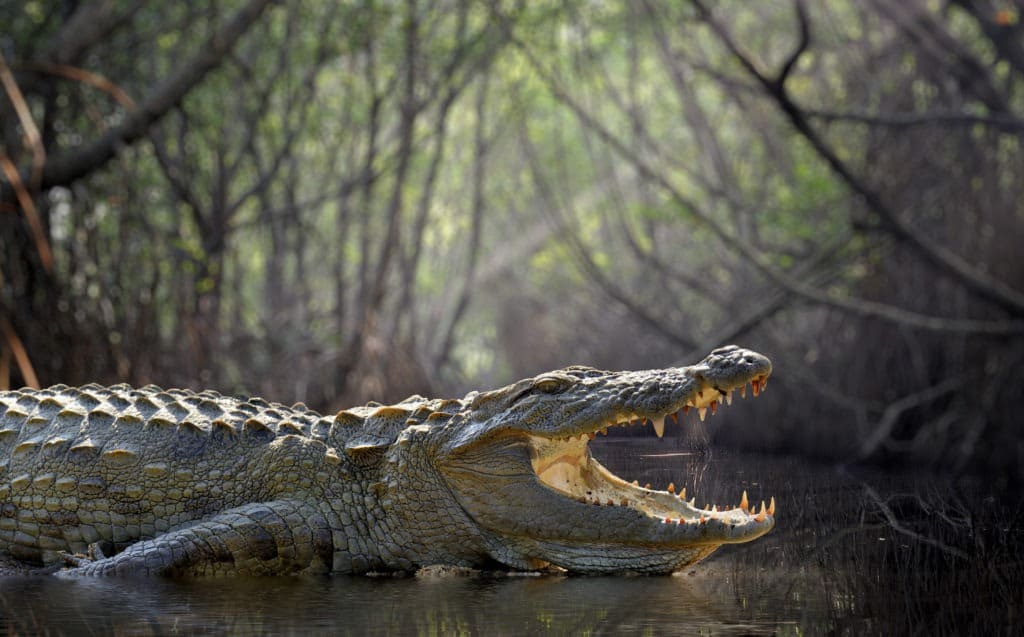 Crocodile with its mouth open on a shady river.